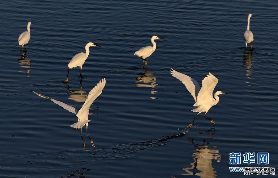 （生態(tài)）（3）北戴河進(jìn)入觀鳥最佳時節(jié)