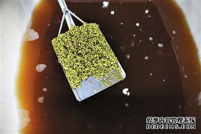 豆芽車間內(nèi)，紅褐色的水里泡著用于發(fā)芽的綠豆。