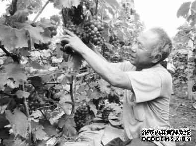 河北盧龍葡萄種植專業(yè)村年產(chǎn)值超5000萬(wàn)元