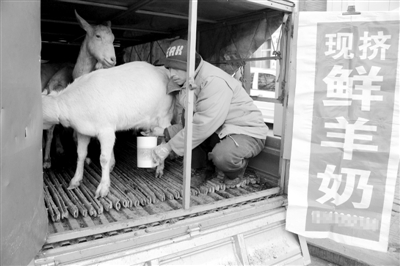 現(xiàn)擠鮮牛奶。