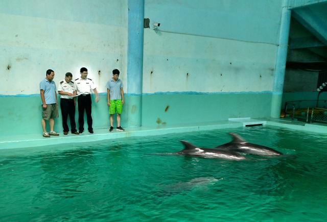 6頭瓶鼻海豚順利運(yùn)抵秦皇島隔離場(chǎng)