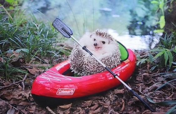 可愛！日本小刺猬野營照片萌化人心