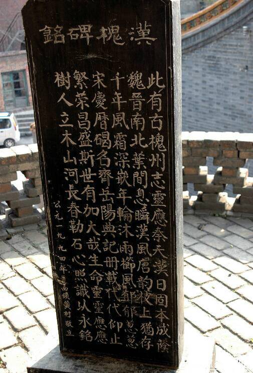 相傳此槐為漢代所植，樹干高達(dá)30余米，胸徑2.49米，主干高6.1米，冠幅東西24.8米，南北25.2米，一級分四枝，西面一枝被鋸，南面一枝風(fēng)折。