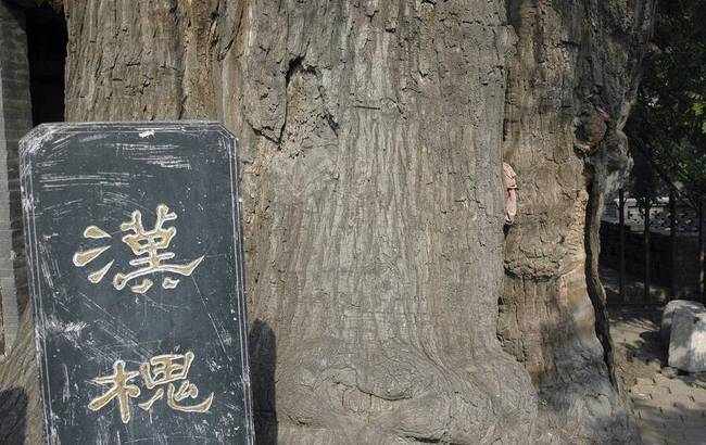 2018年1月17日報道，山西省古州平定有一位跨越23個世紀(jì)的漢槐，位于平定西鎖簧村的中心，它聳立在由石頭壘成的半圓護(hù)坡上，樹后是村里的娘娘祠廟。