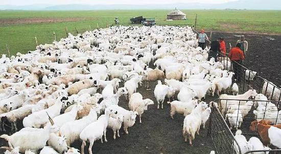 13?。▍^(qū)）開(kāi)展苜蓿示范基地建設(shè)