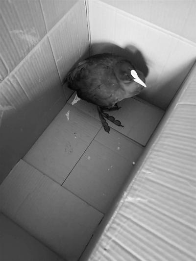 燕趙都市報記者 任利 文/圖